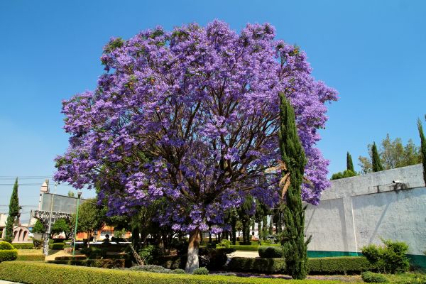 Jacaranda Pruning in Milford