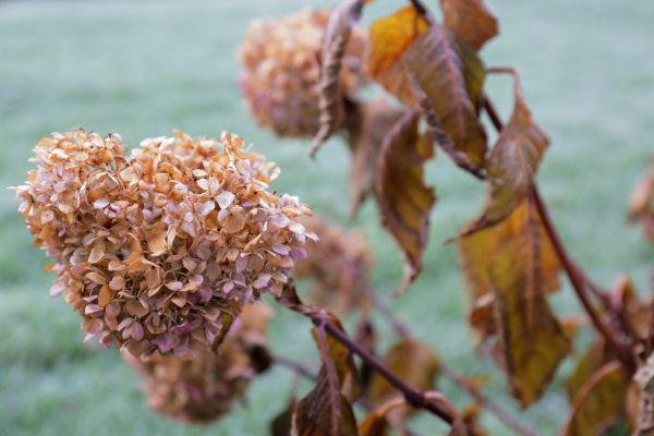 Hydrangea Removal in Milford