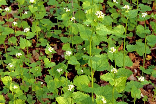 Garlic Mustard Removal in Milford