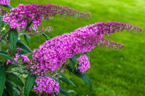 Butterfly Bush Removal in Milford