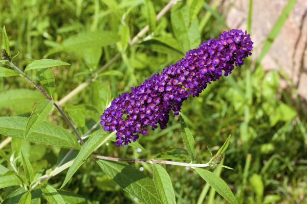 Butterfly Bush Pruning in Milford