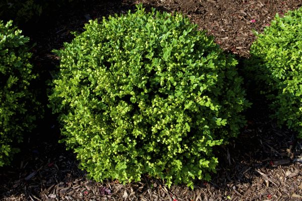 Boxwood Removal in Milford