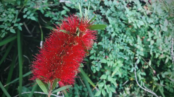 Bottlebrush Pruning in Milford