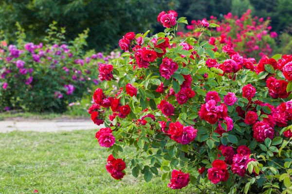 Shrub Trimming in Milford