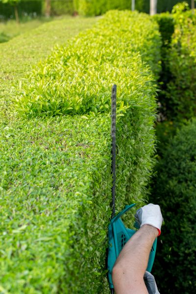 Hedge Trimming in Milford