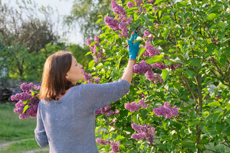 Butterfly Bush Pruning