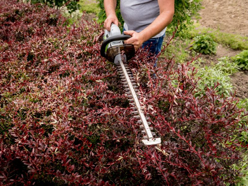 Shrub Trimming Equipment