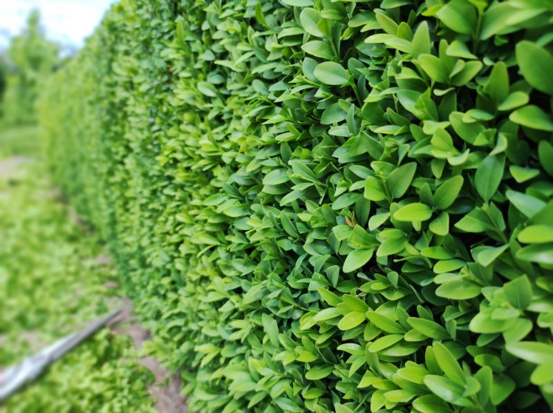 Trimmed Boxwood Hedge